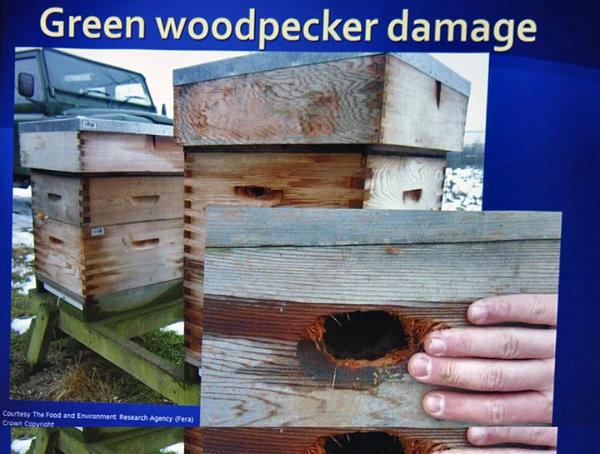 Green woodpecker damage.jpg
